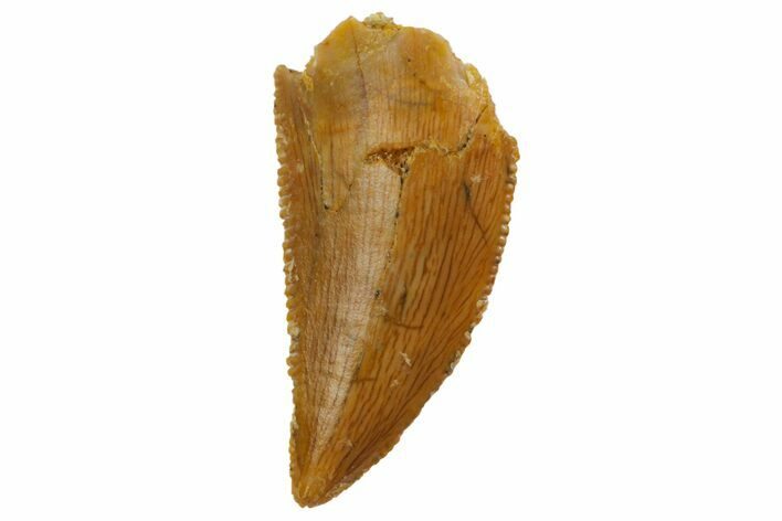 Serrated, Raptor Tooth - Real Dinosaur Tooth #124803